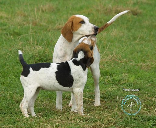 Foxhound 9B100D-08.JPG